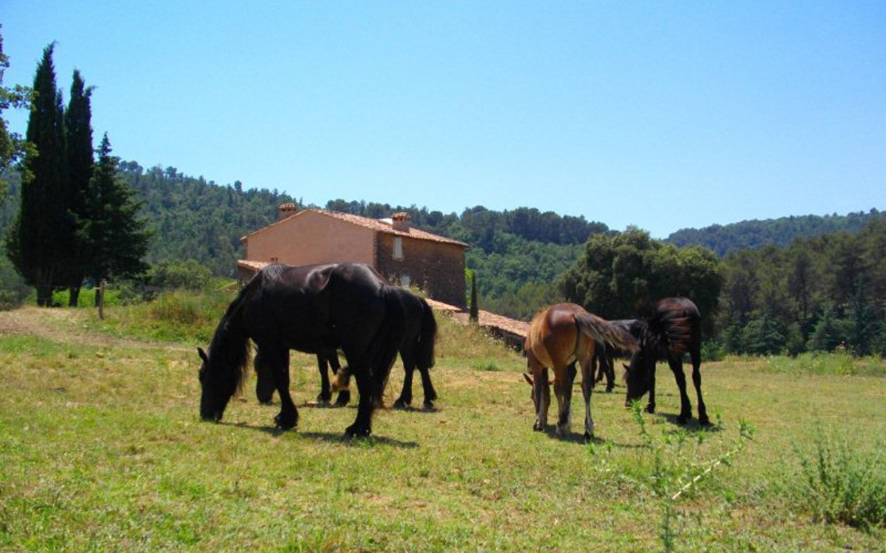 Des animaux paisibles