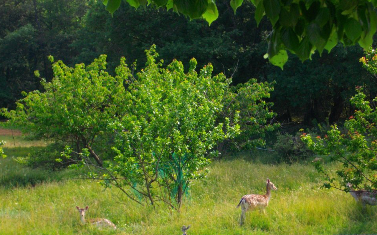 D'autres animaux plus farouches